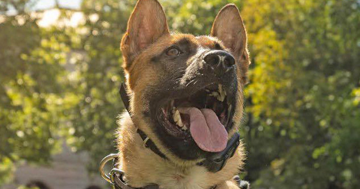 Suspect stabs and seriously injures Colorado K-9 during barricade situation