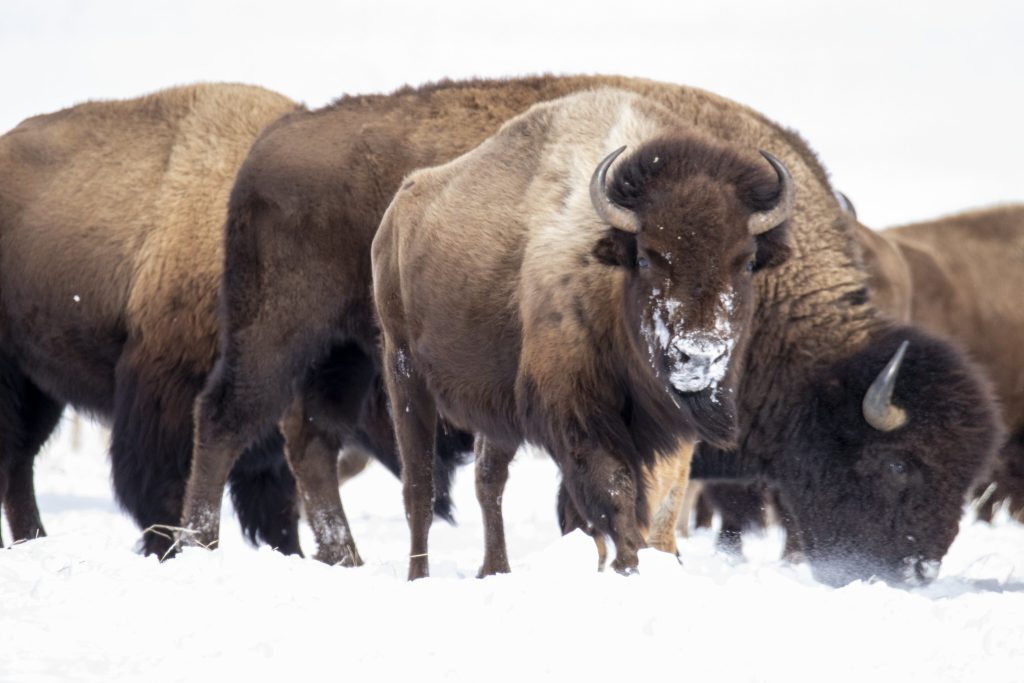 Colorado Parks and Wildlife takes first steps toward managing bison as wildlife