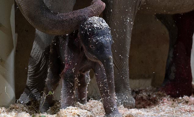 Columbus Zoo welcomes second Asian elephant calf this year