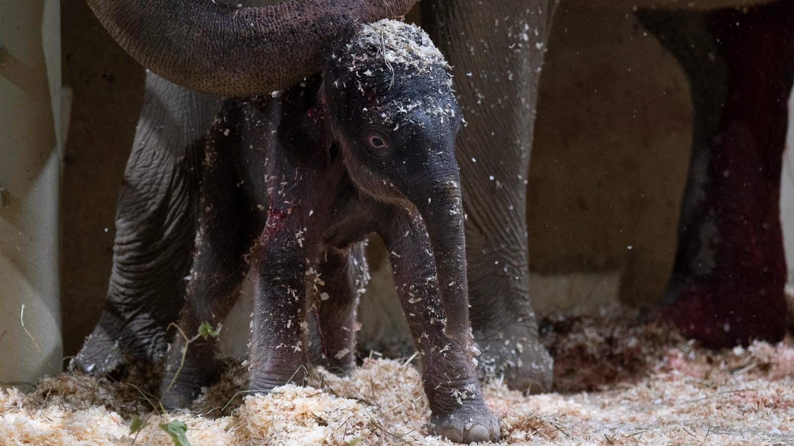 Columbus Zoo welcomes second Asian elephant calf this year