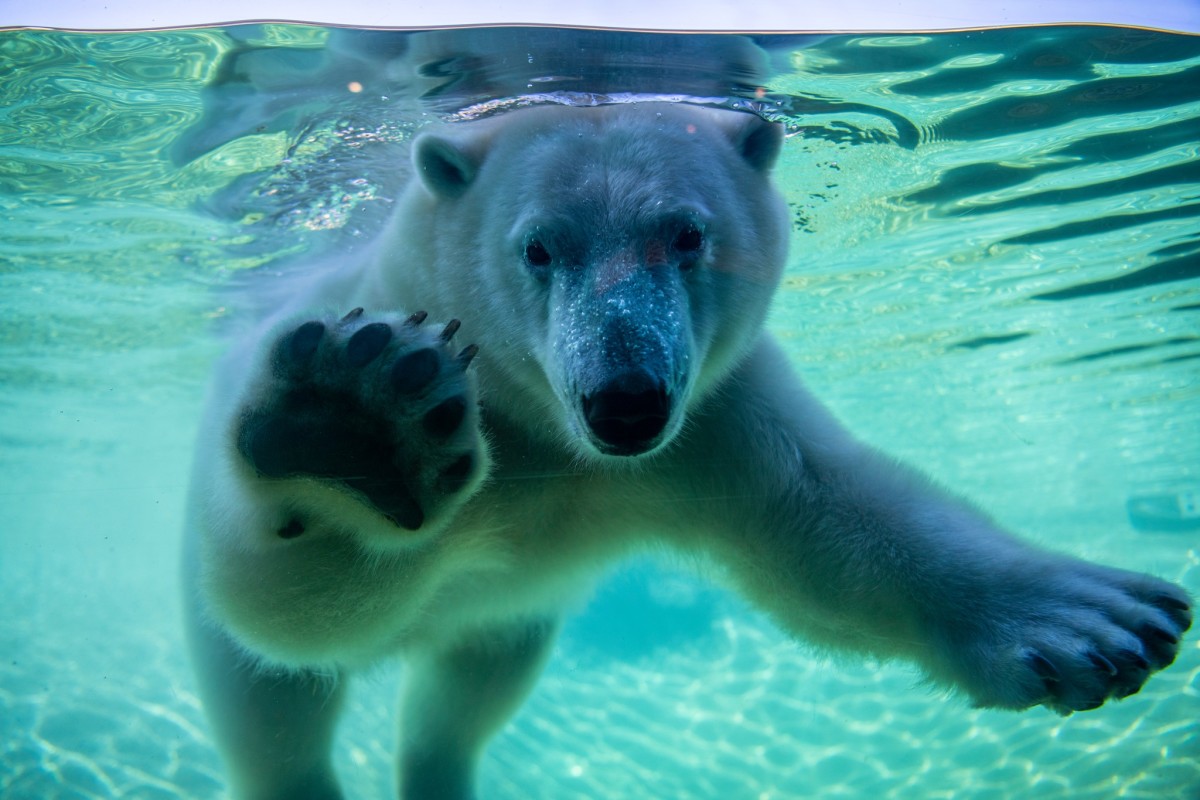 Como Zoo welcomes new polar bear named Astra
