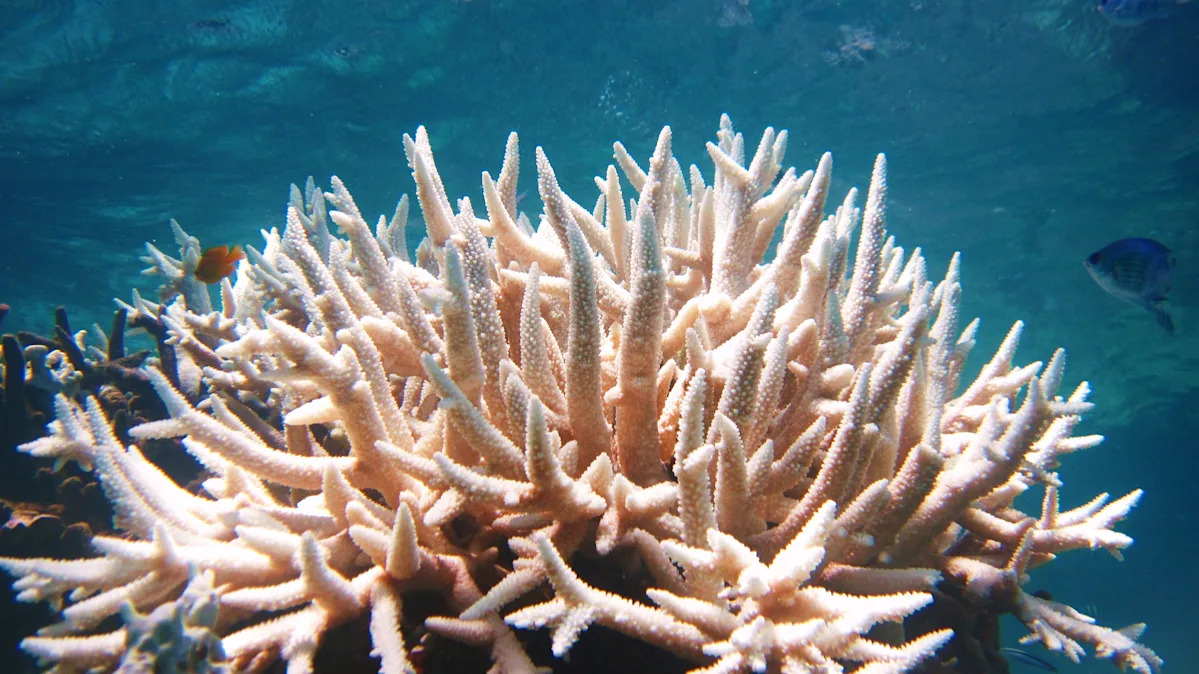 Coral reef collapse drives world across first climate tipping point