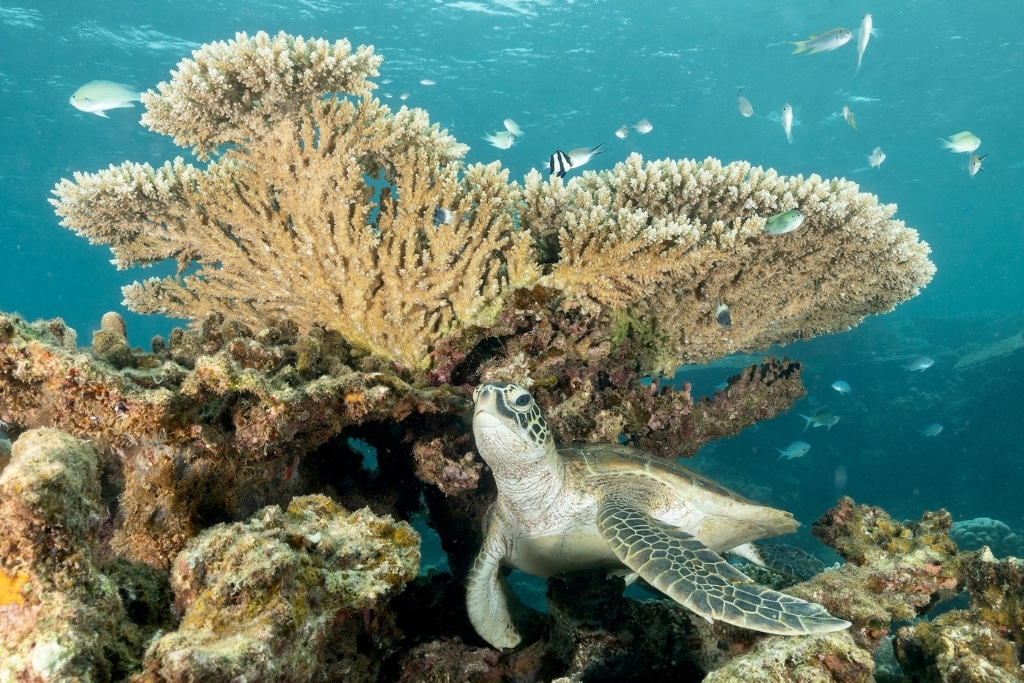 First Tipping Point Reached As Mass Coral Reef Die-Off Underway