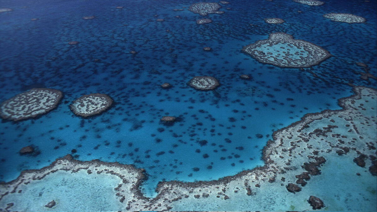 Death of world's coral reefs a 'tipping point' in climate-driven ecosystem collapse', scientists say