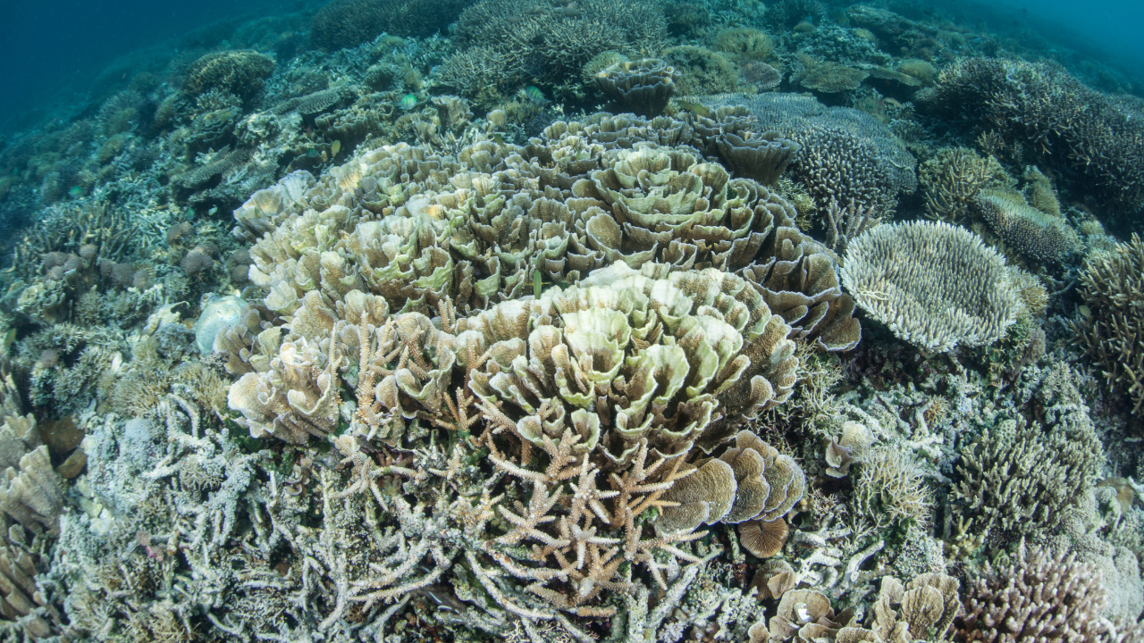 Coral reefs become first environmental system on Earth to pass climate 'tipping point,' report says