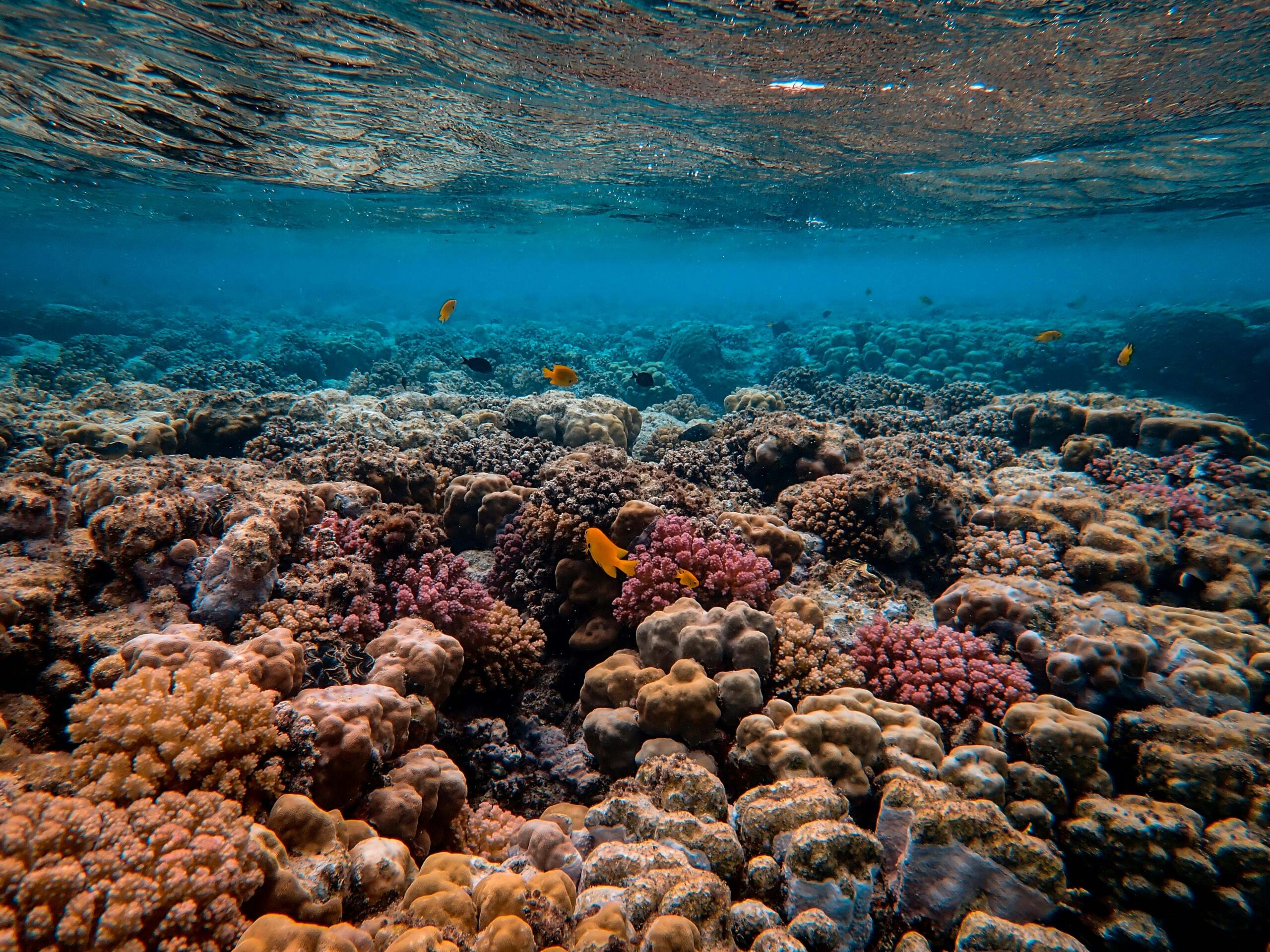 As coral reefs get hit by climate warming, ocean protection rises up political agenda