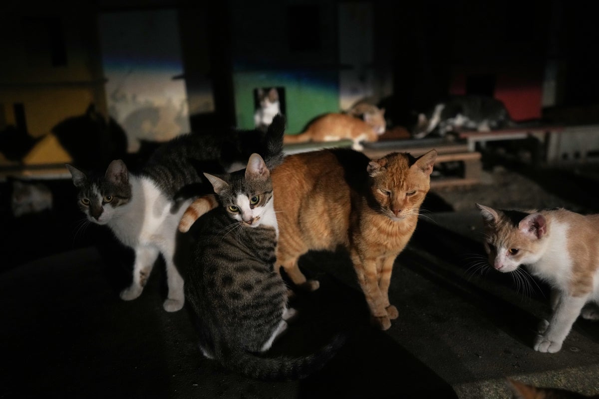 The island of cats has a cat problem. Change might be on the way