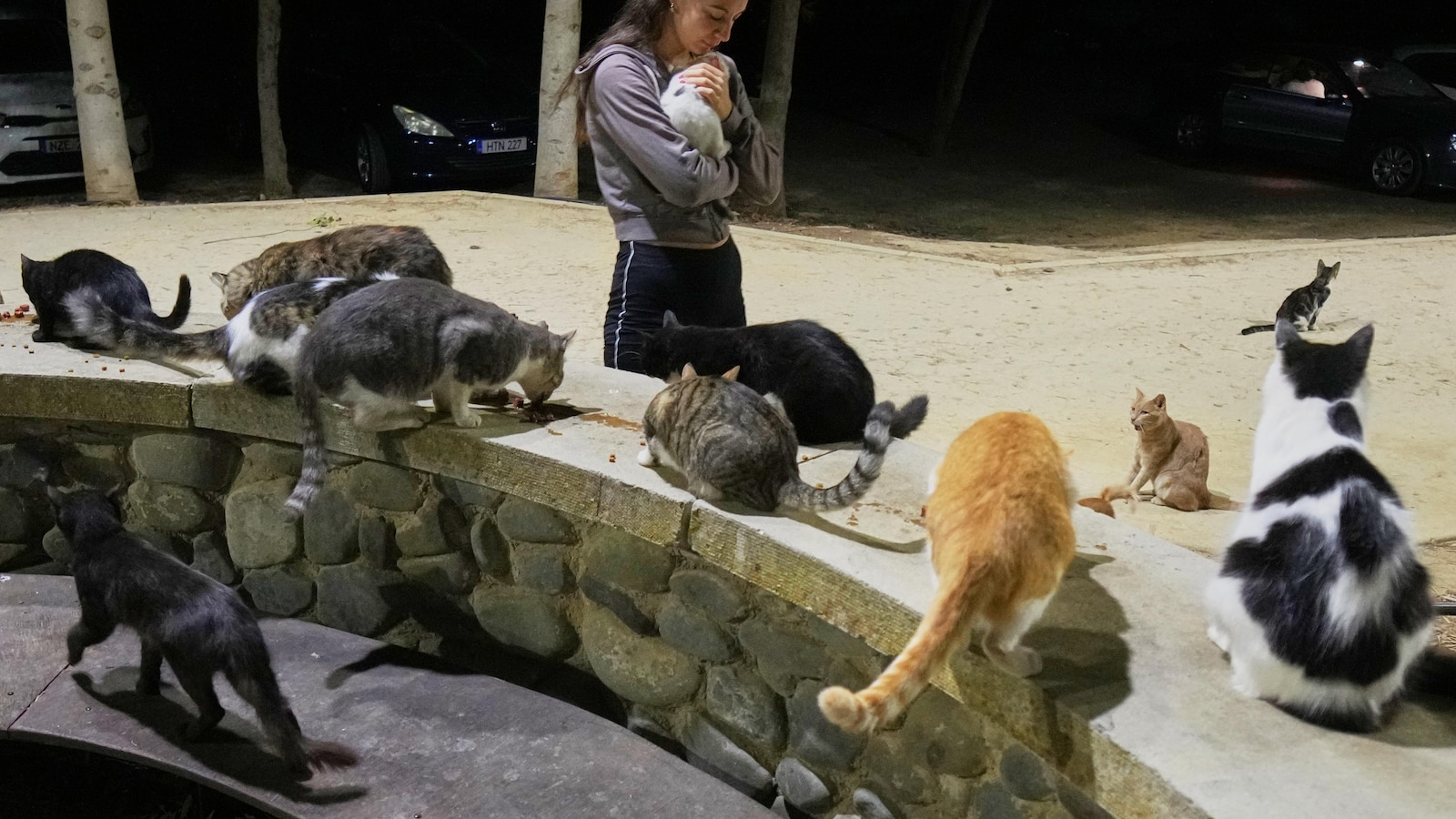 An estimated 1 million cats prowl the streets of Cyprus as officials scramble to check their numbers