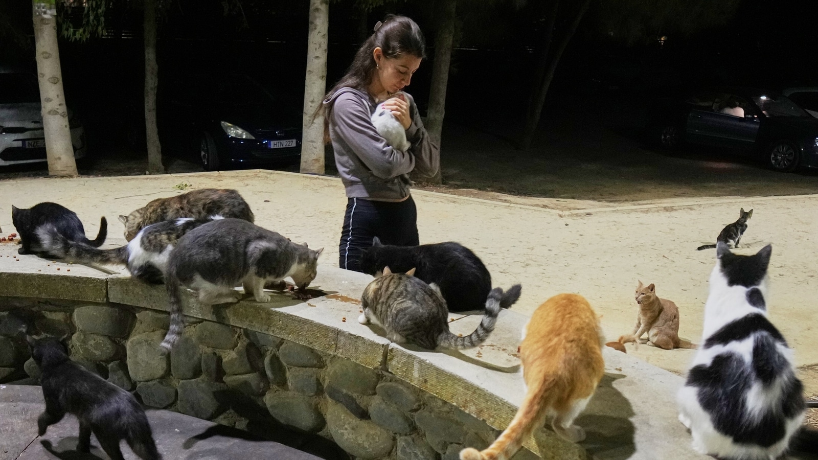 Why 1 million cats have taken over the streets of Cyprus