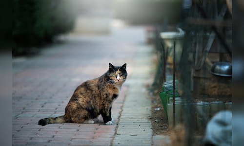 Cyprus triples funding to tackle soaring feral cat population amid calls for strategy - CNBC TV18