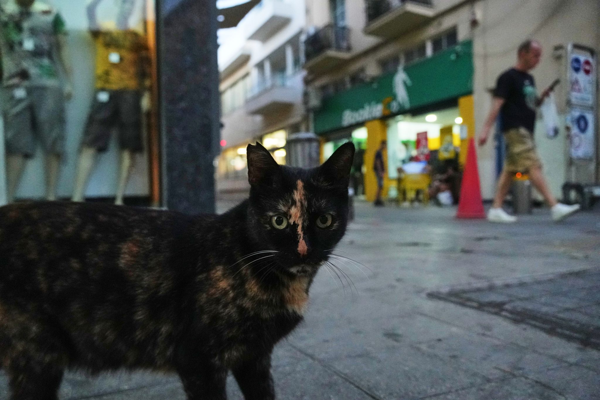 An estimated 1 million cats prowl the streets of Cyprus as officials scramble to check their numbers
