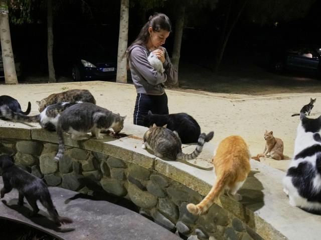 An estimated 1 million cats prowl the streets of Cyprus as officials scramble to check their numbers