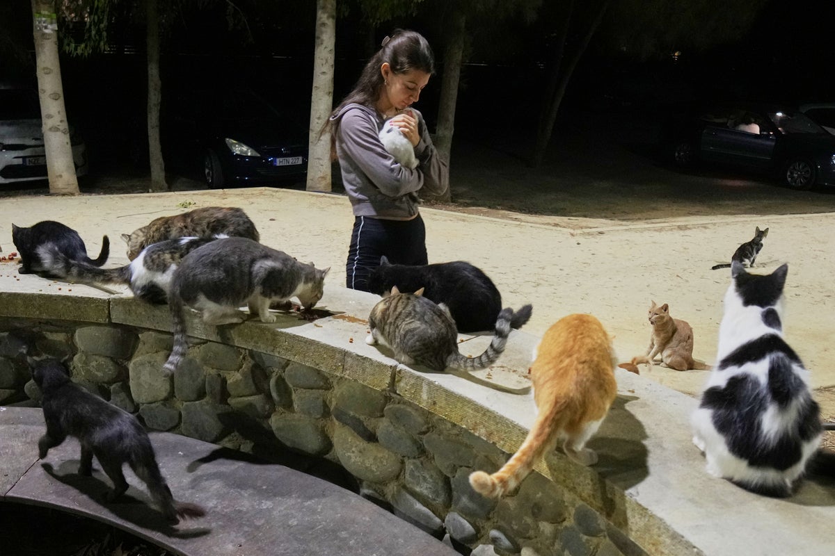 An estimated 1 million cats prowl the streets of Cyprus as officials scramble to check their numbers