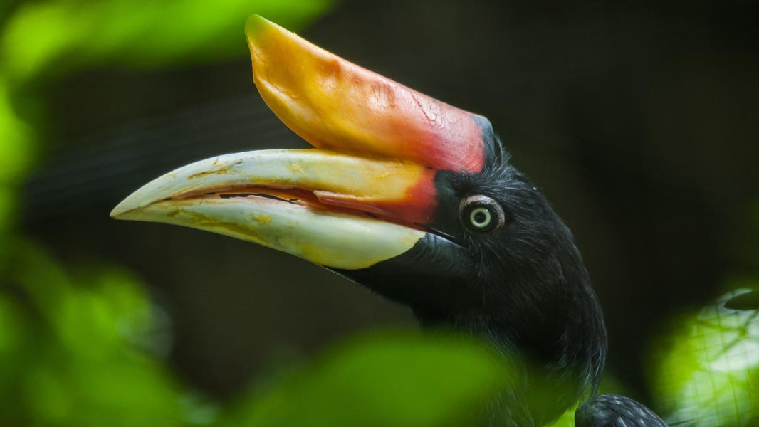 Exploring Danum Valley, Malaysia's Paradise For Nature Lovers