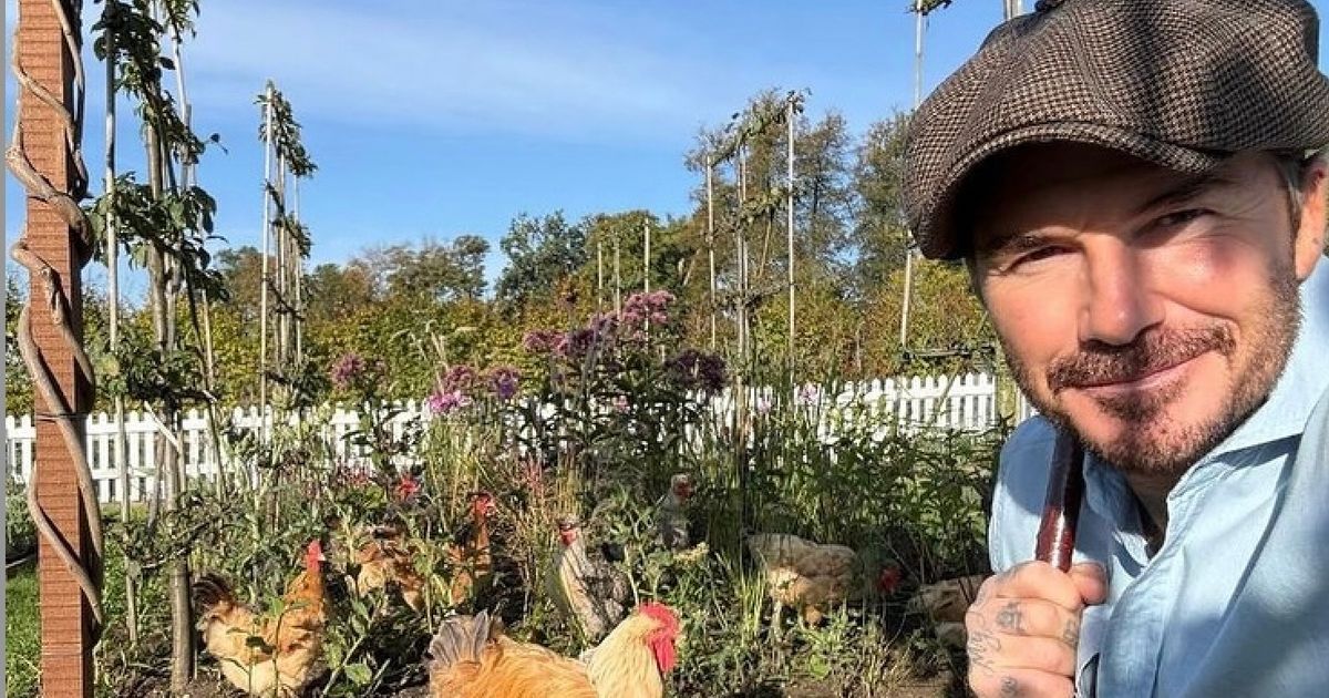David Beckham completely transforms Cotswolds garden and reveals sweet inspiration - The Mirror