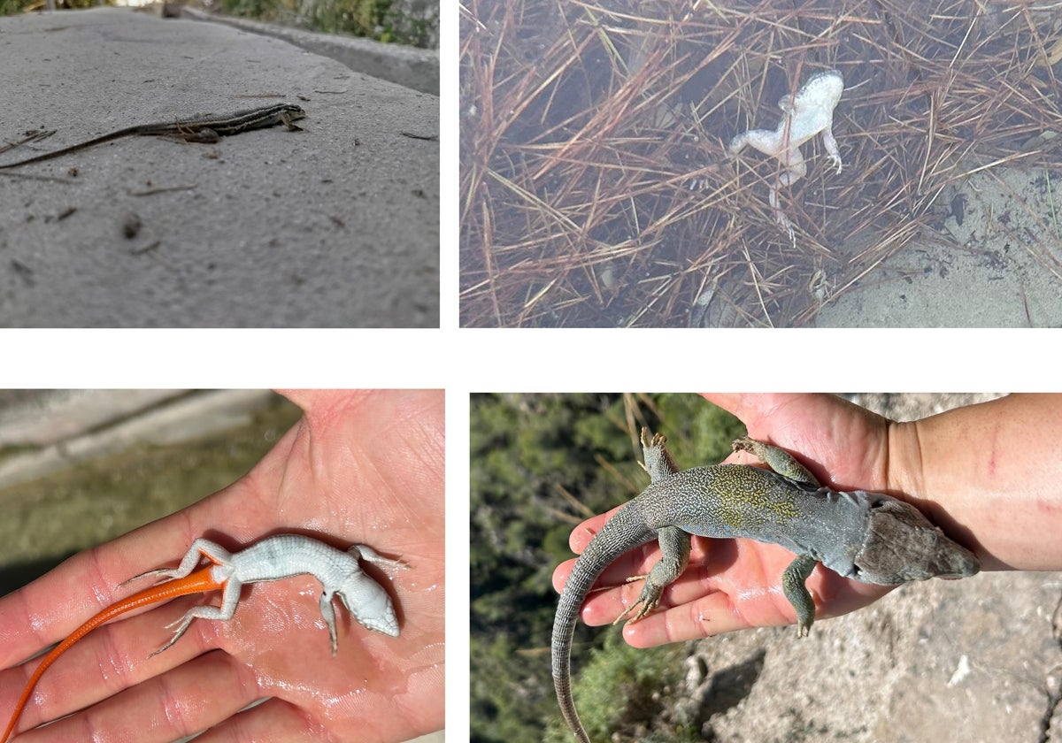 Green group flags issues after reptiles found dead in Costa del Sol irrigation channel | Sur in English