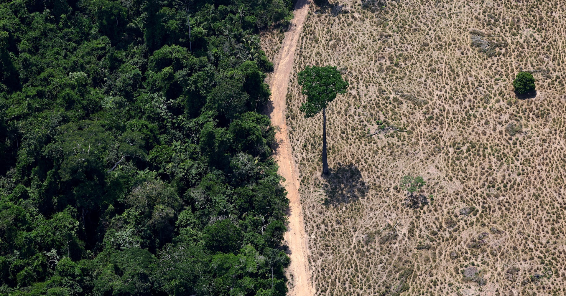 World falling far behind deforestation goals with farms and fires driving loss, report says