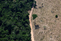 World falling far behind deforestation goals with farms and fires driving loss, report says