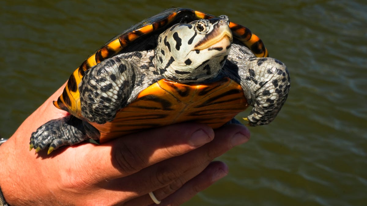 Meet the diamondback terrapin, a proud resident of NJ's brackish waterways
