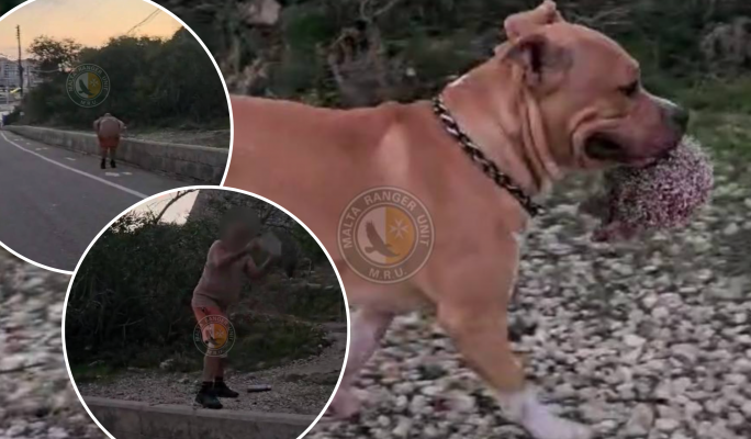 Dog owner throws stones, exposes himself, after being told to put his dog on a leash