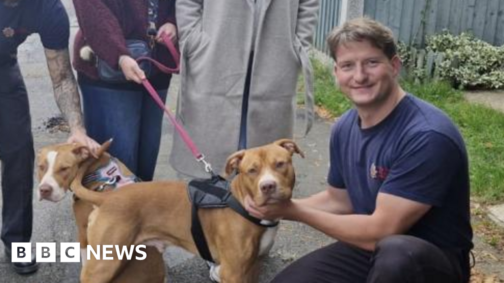 Dogs cause hob blaze in Rayleigh flat trying to reach food