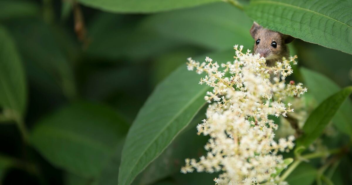 Dormice, otters and other rare wildlife 'at risk' from latest planning reforms
