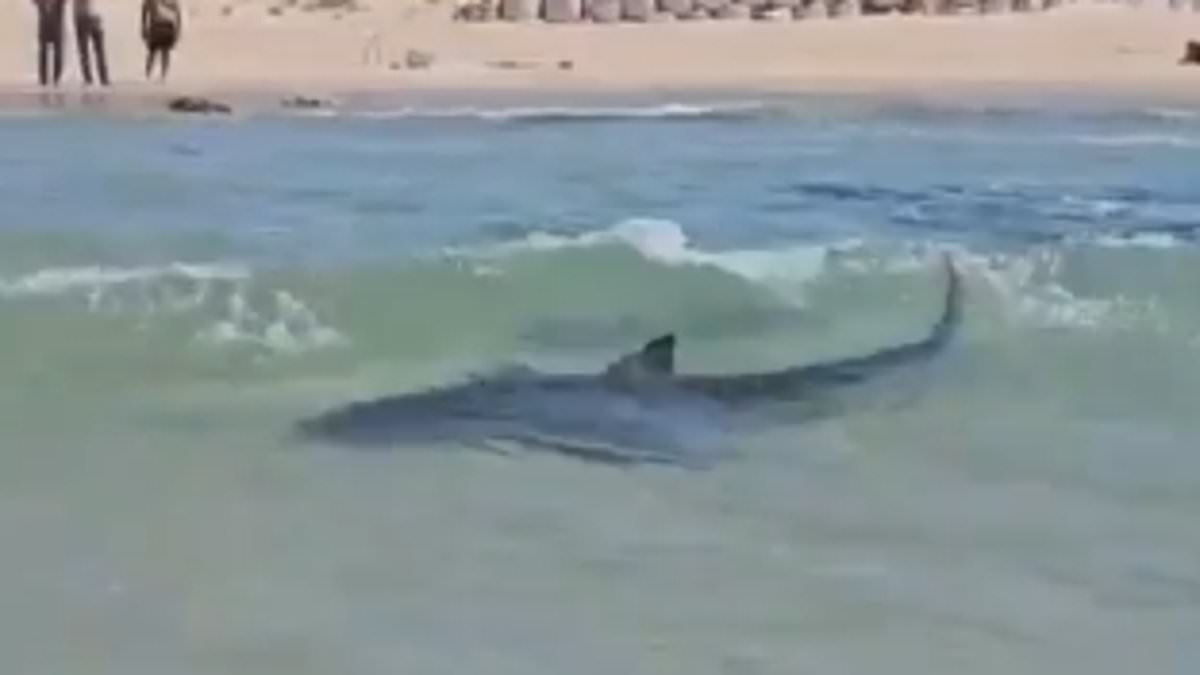 Scientists issue warning as 'harmless' shark species kills snorkeler