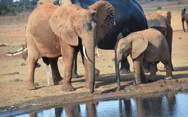 Elephants dying from polluted water in the Tsavo