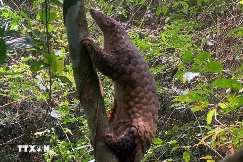 Two endangered pangolins to be released back into the wild