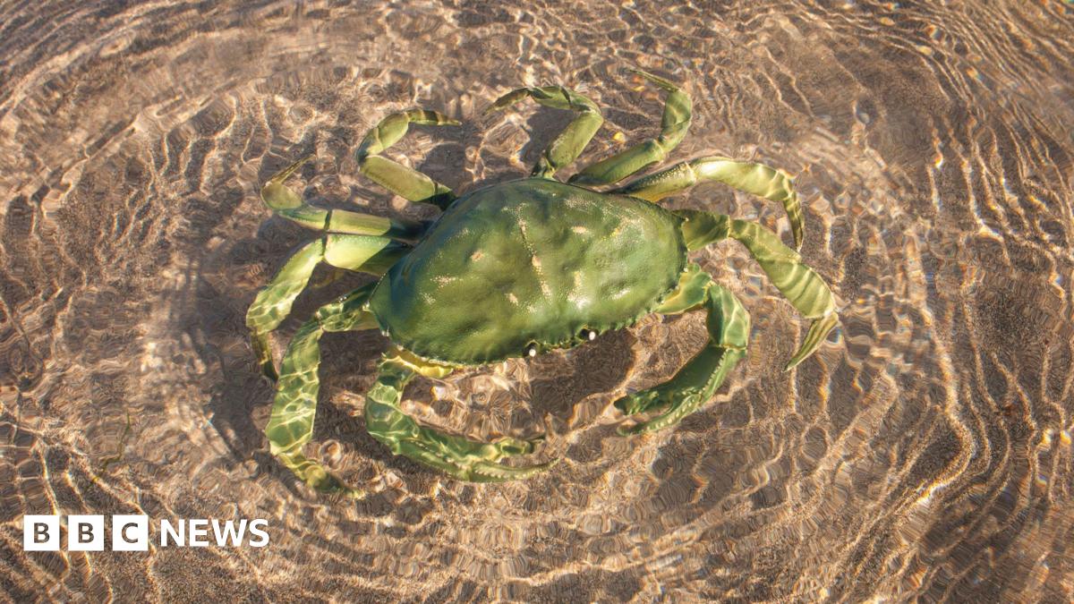 Bath professor explains why evolution creates imposter crabs