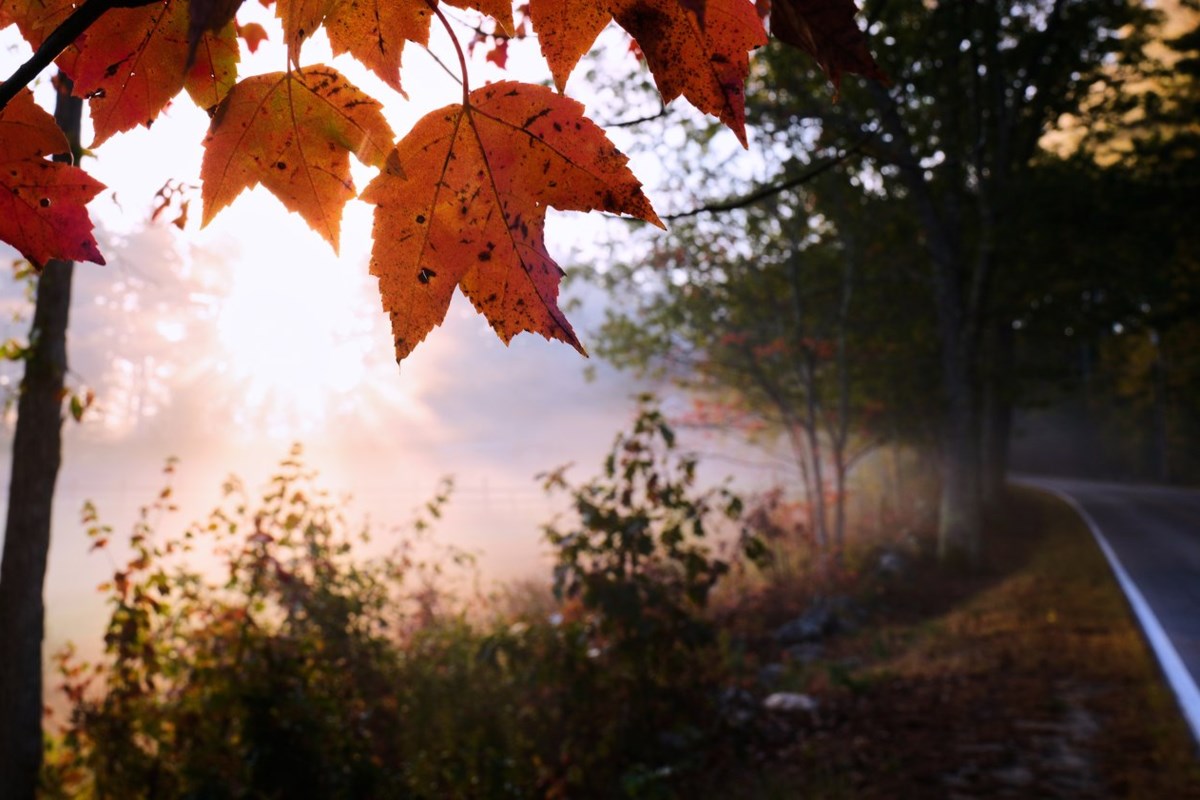 Leaf-peeping season hampered by drought: Fall foliage dropping sooner, showing less color