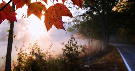Leaf-peeping season hampered by drought: Fall foliage dropping sooner, showing less color