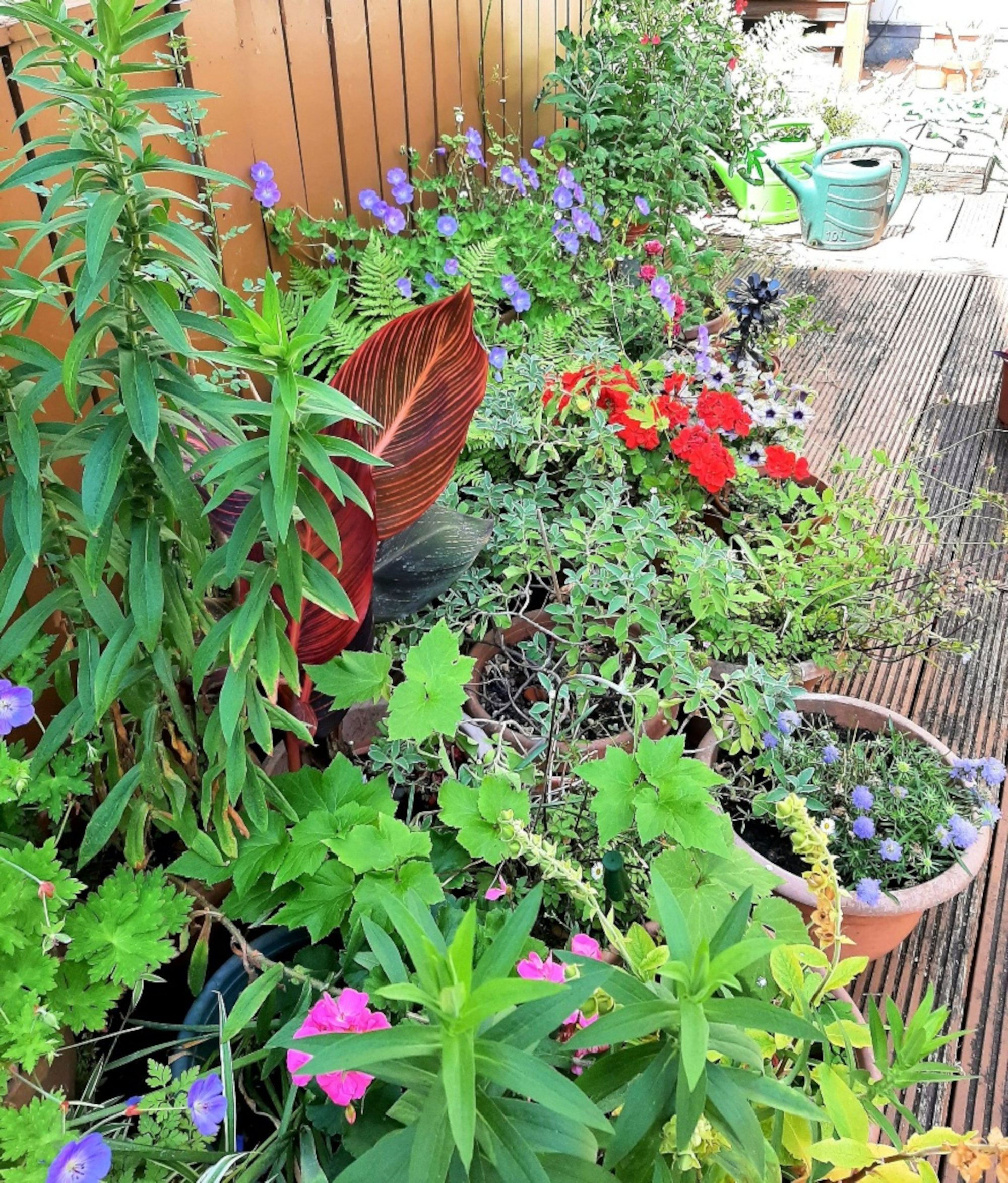 Farewell to summer. But there is still gardening to be done in autumn - The Fitzrovia News