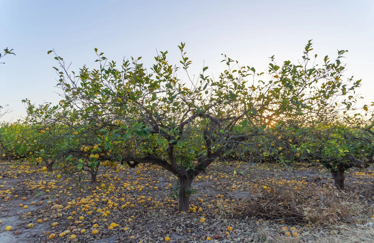 Farmers raise alarm after key crops become nearly impossible to produce: 'Losses could be in the millions'
