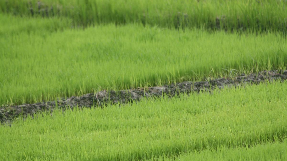 Farmers of rain-fed areas to get input subsidy of ₹17,000 per ha for crop loss