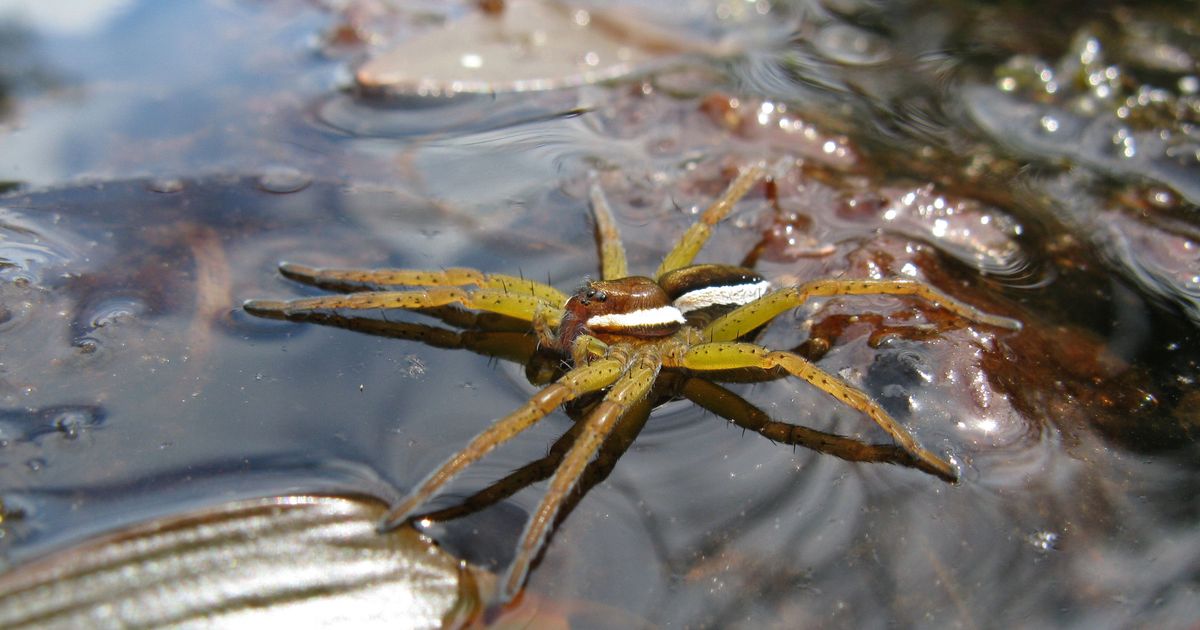 Giant fish-eating spiders make 'comeback' the UK as numbers surge - Birmingham Live