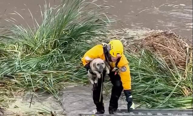 Firefighters rescue stranded pup from rising floodwaters in...