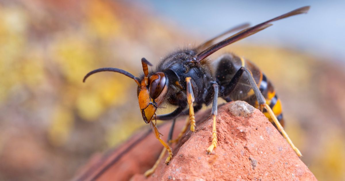 First confirmed Asian hornet sighting in Northern Ireland as warning issued | Belfast Live