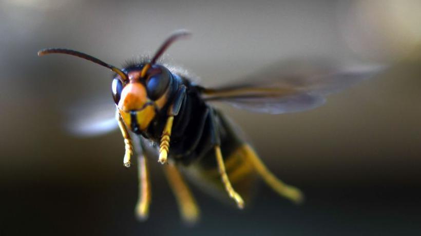 First recorded NI sighting of 'harmful' Asian hornet