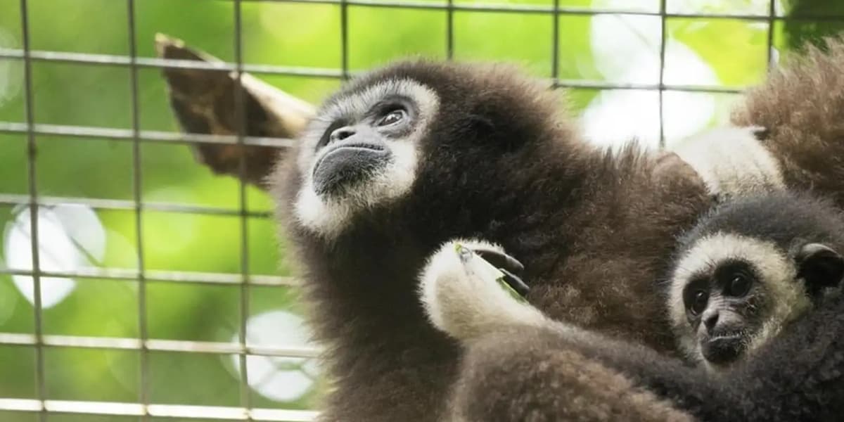 Meet Nabalu, the first North Bornean gibbon born in captivity