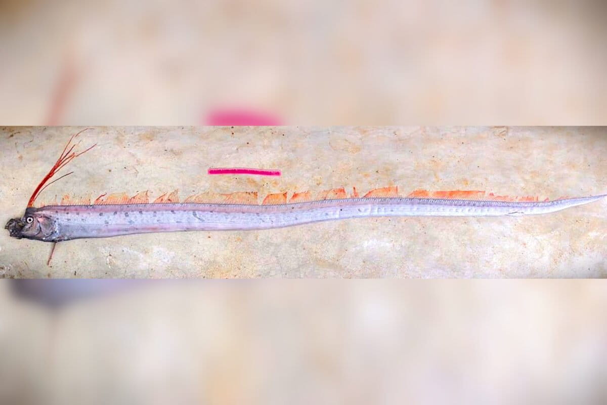 First oarfish sighting in Sri Lanka highlights citizen science in marine protection