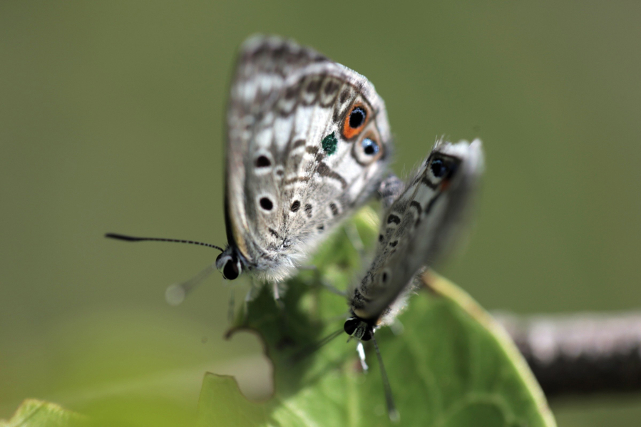 Rare Florida butterflies reflect impact of climate change