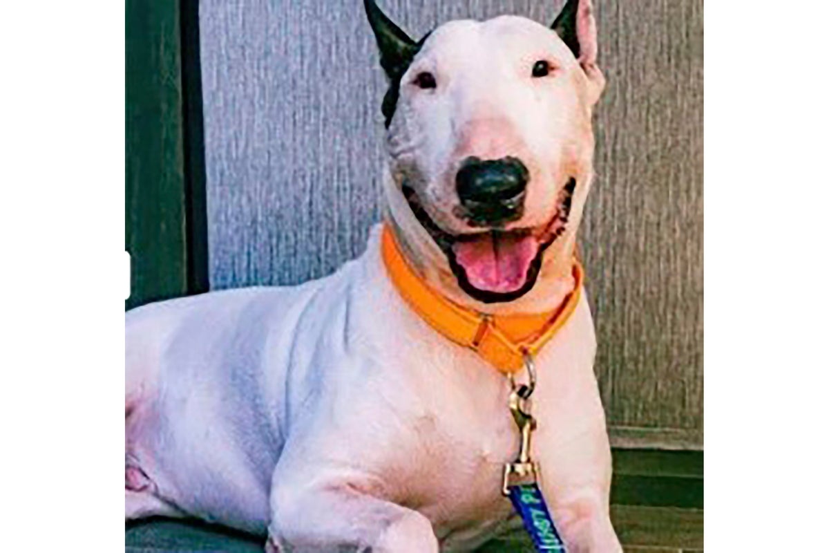 Criminal charges dropped against Florida man who abandoned dog before Hurricane Milton's landfall