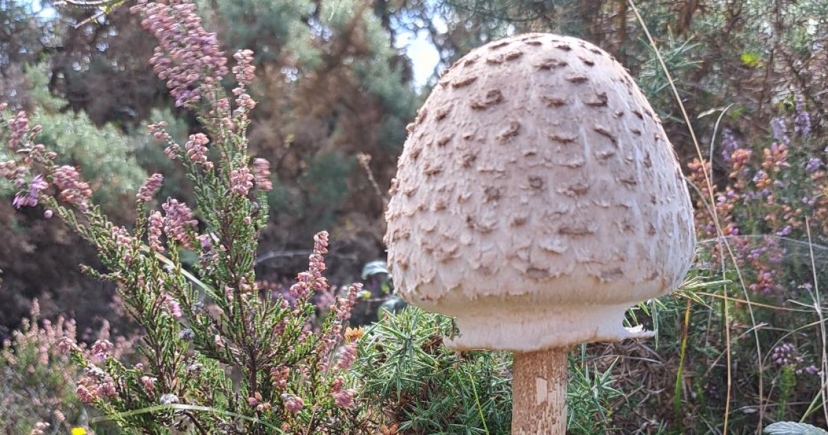 Forest rangers speak to more than a thousand people about 'special fungi'