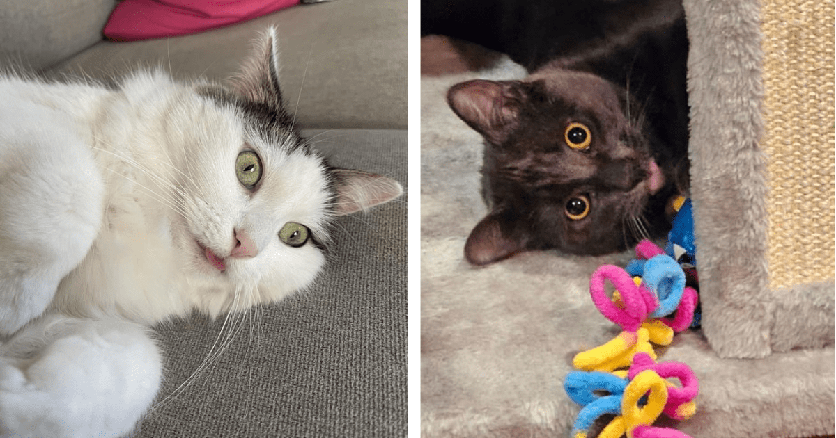 25 Hissterical Photos of Catnipped Cattos Circling the Stratosphere