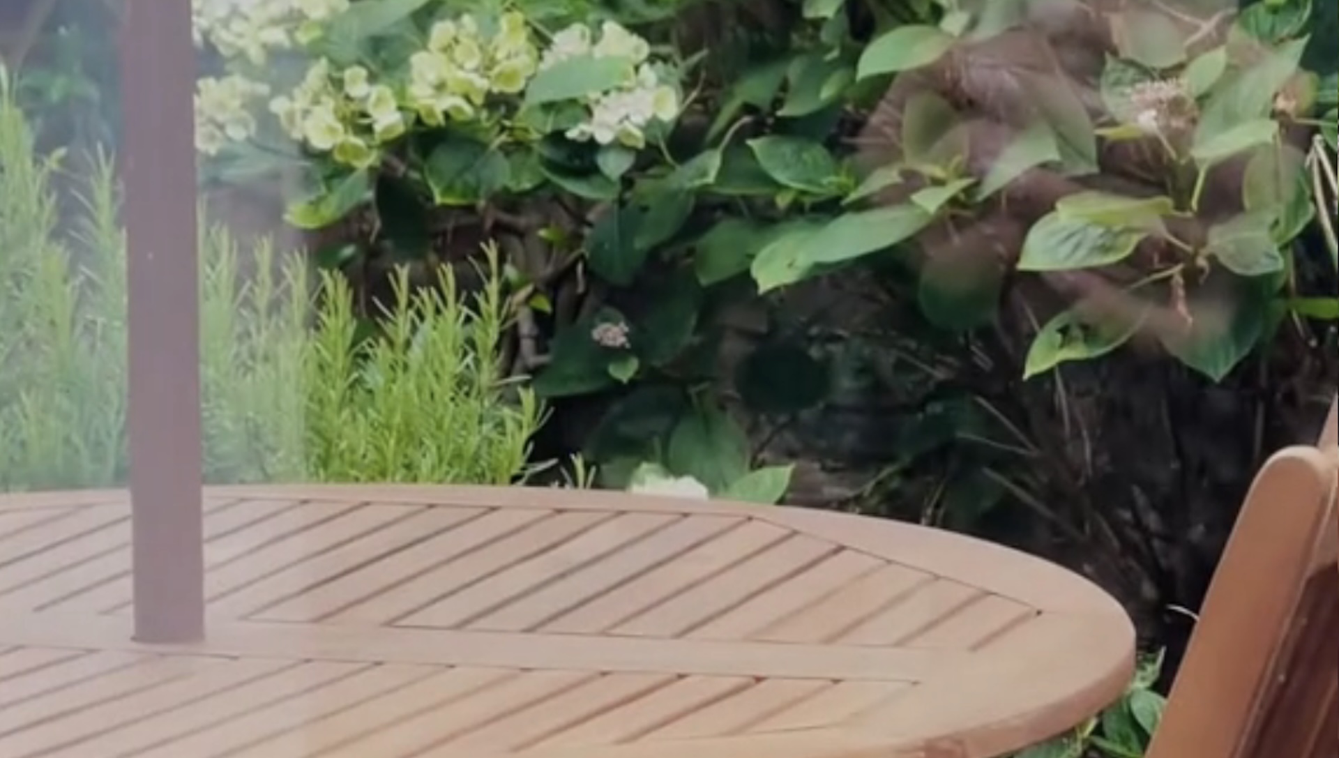 Gardener captures adorable video of unexpected backyard visitor: 'This is so sweet'