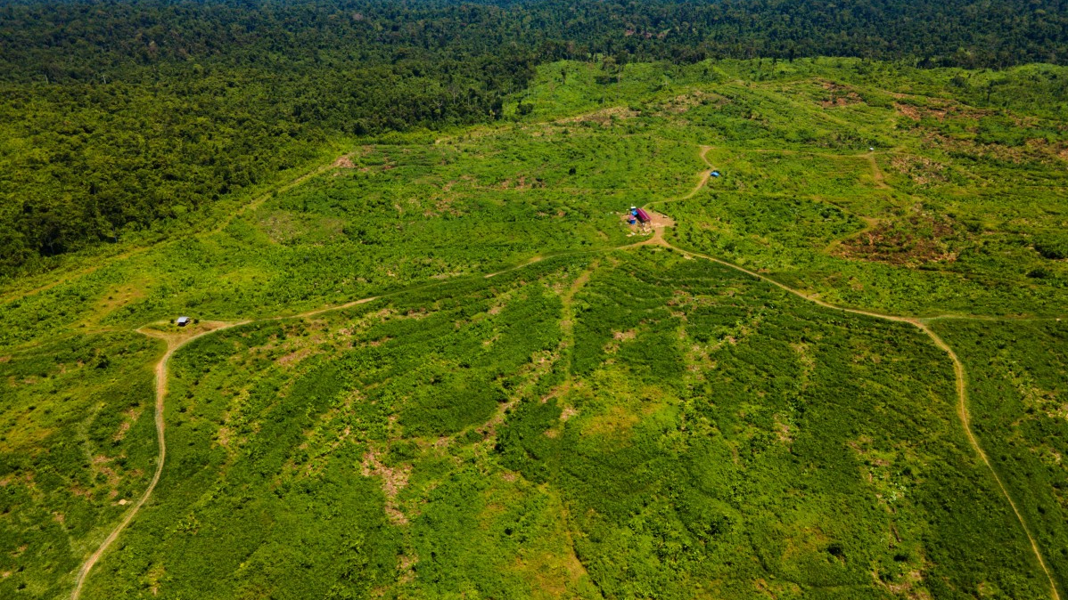 Report: World falling far behind deforestation goals