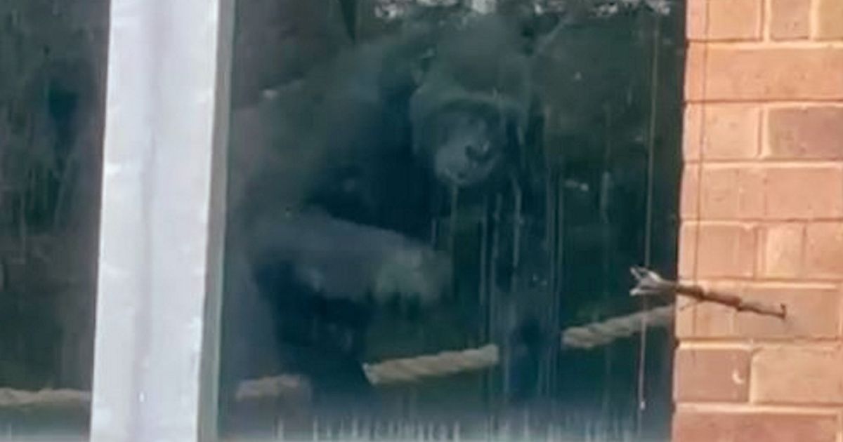 Gorillas discovered 'banging on glass' inside abandoned UK zoo years after it shut - The Mirror