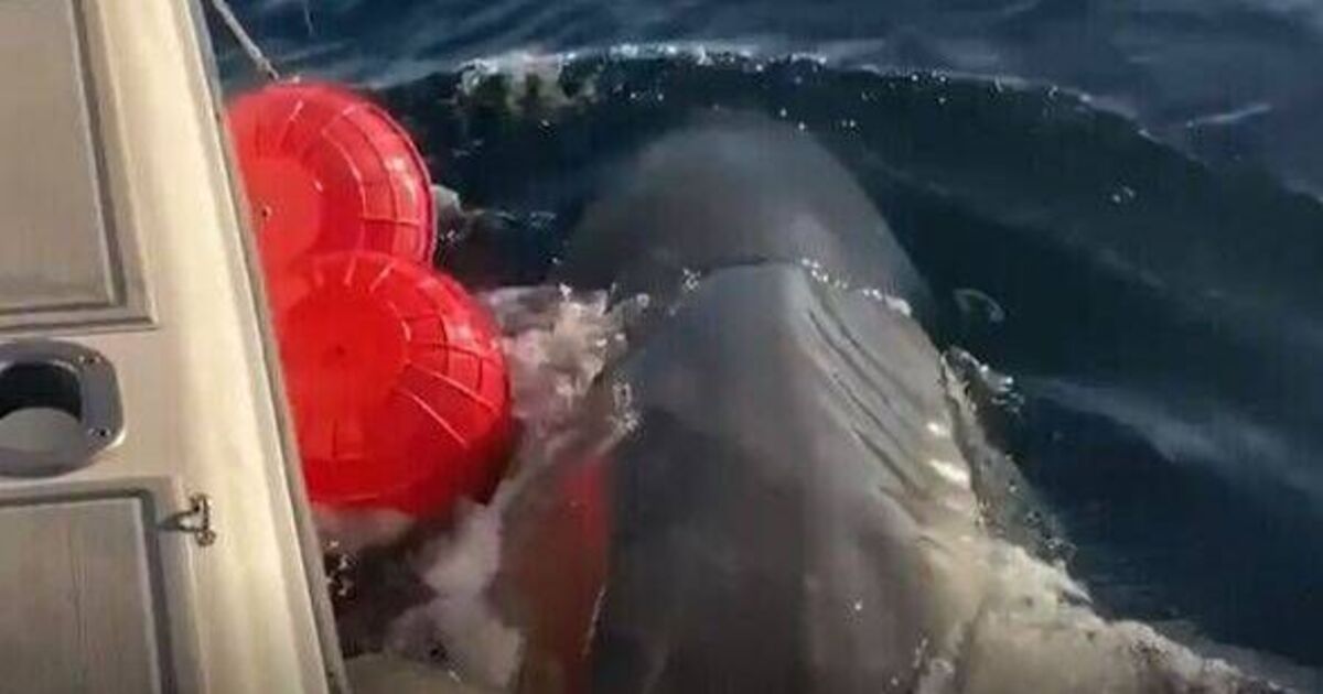 Contender world's largest great white is now as far north as Scotland