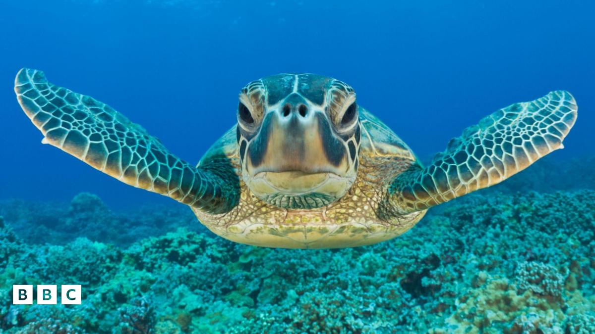 Wildlife conservation: Green turtles bounce back but endangered wildlife needs help